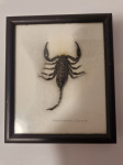 suvenir Škorpion (palamnaeusus fulvipes)