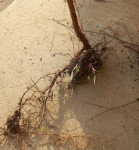 Bŕeze Sadnice 2e po komadu