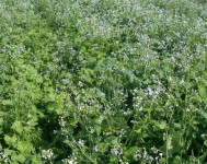 Pokrovni usjev/postrna sjetva