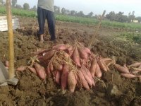 Batat-slatki krumpir proizvodnja 2022, na veliko