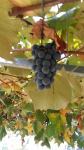 Breskva socna vinogradarka izabela grožđe bazga