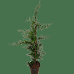 Čempresi leylandii   1 metar visine 10 eura komad