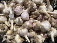 Češnjak Messidor Germidour Bosut