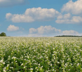 Akcija!!! Heljda zelena gnojidba mix-fix