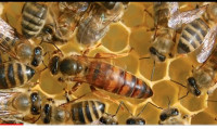 Instrukcije iz pčelarstva