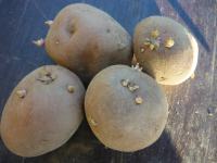 krumpir sjemenski  belarosa i soraja