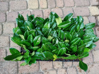 Lovor višnja - Prunus laurocerasus – sadnice, Novita, Caucasica , Van-