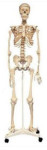 Model ljudskog kostura