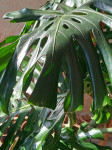 Monstera