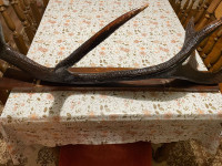 Prodajem Jelenji rog