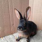 Prodajem mlade zečeve