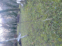 Prodajem sadnice oraha