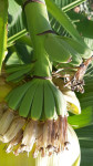 Prodaju se sadnice banana u posudama ili frisko izvađene