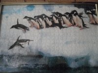 Puzzle slika pingvina 50x35 cm