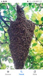Rojevi pčela 45e