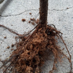 Sadnice ljesnjaka  vece kolicine 7 kn