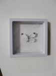 uramljeni pravi leptir bijeli rodjendanski poklon