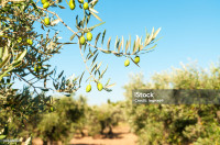 Uredivanje terena - Dalmacija