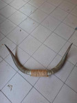 Veliki rogovi 140cm.