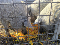 Svinja mangulica polutke 6e/lg