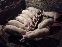 11 kom. prasaca oko 25kg