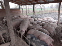 Prodajem bravce -otvoren tip uzgoja