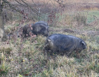 ociscene polovice crne slavonske svinje