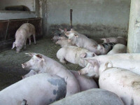 Domaće svinje od 110kg do 140kg...2.6 €/kg,više komada,bez obrade