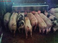 Hranilice za svinje
