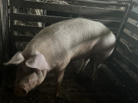 Krmača za obradu, 3 godine, 250 kg