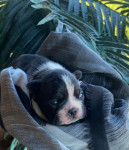 Boston terijeri štenci