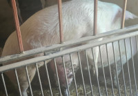 Nerast za daljne držanje,sa papirima!1,9god