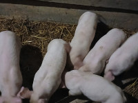 Odbijanci 1 mj. Stari 100 eura komad