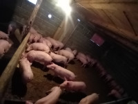 ODOJCI 5e 1kg  092-472-8022