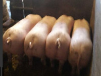 ODOJCI ZA BOŽIĆ PREDBILJEŽBE