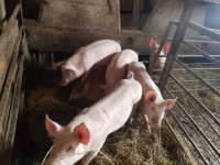 Prodajem odojka oko 27kg