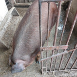 Prodaju se 2 nazimice u čistoj liniji durok i jorkšir !