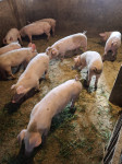 Prodajem prasce 28-35kg 11 kom 4€/kg moguć prijevoz, odlični za tov