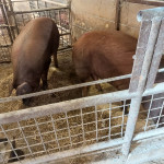 Prodajem svinje za klanje durok težine oko 200 kg 3 komada !