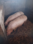 Prodajem svinje