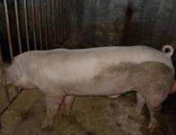 Prodaju se svinje za klanje ili daljnji uzgoj