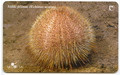 tel.kartica Veliki ježinac zoggy 0372 jako svjetle boje