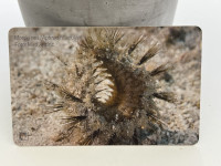 Telefonska kartica › Morski Miš /TOTALNA ČISTKA