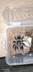 5 ženski tarantule