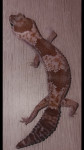 African fat tail gekon