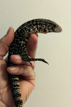 Argentinski tegu