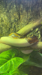 ball python