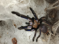 Chilobrachys Natanicharum