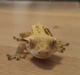 Crested Gecko