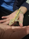 Crested gekoni
